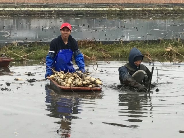 外国人実習生と農園